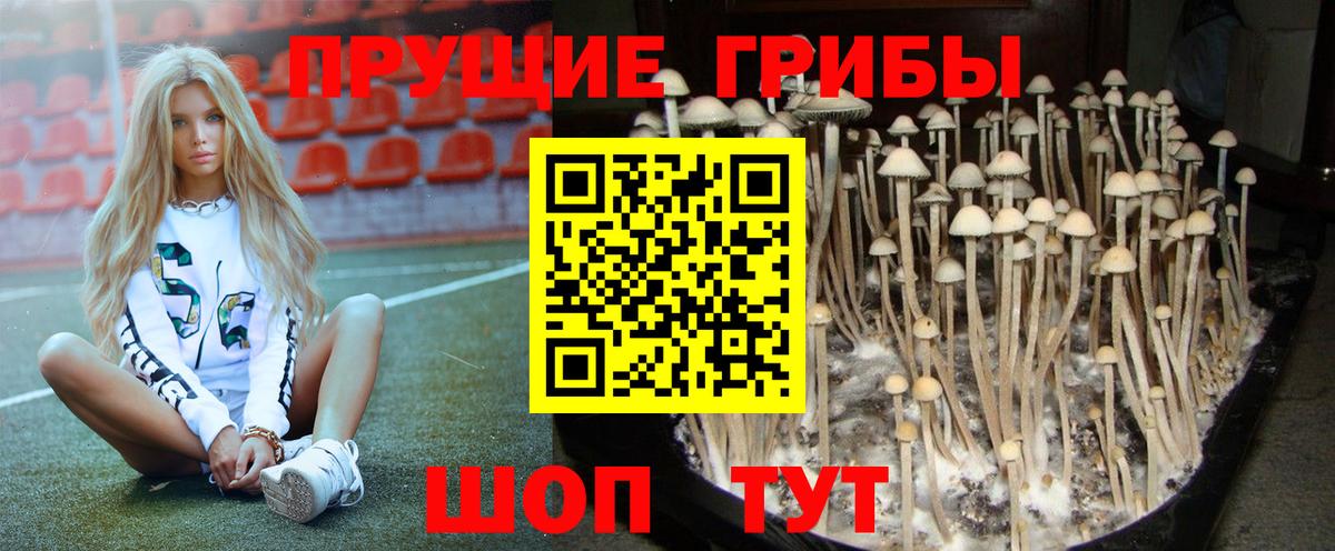 Псилоцибиновые грибы прущие грибы Лосино-Петровский